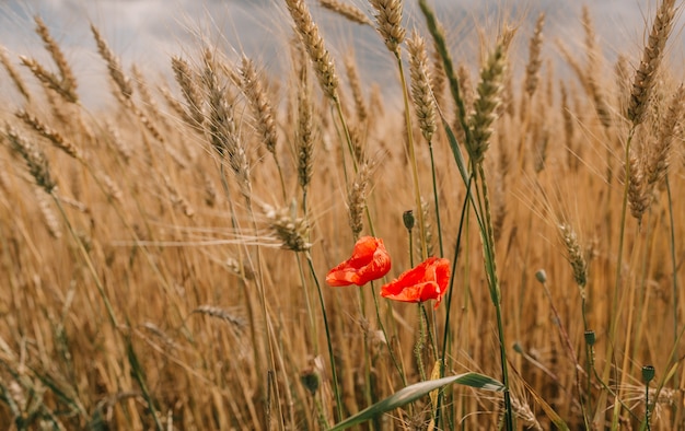 Le nuvole di uragano di temporale sistemano il grano delle colture agricole