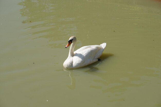 Le oche galleggiano nel fiume in cerca di cibo