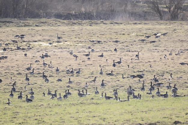 le oche migratrici si affollano in primavera nel campo