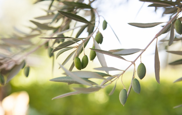 Le olive si ramificano sul loro dettaglio dell'albero con fondo verde e dorato