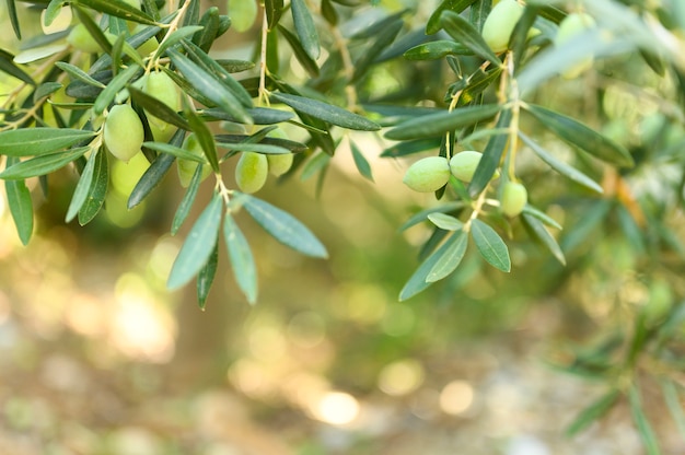 Le olive verdi crescono su un ramo di olivo in giardino