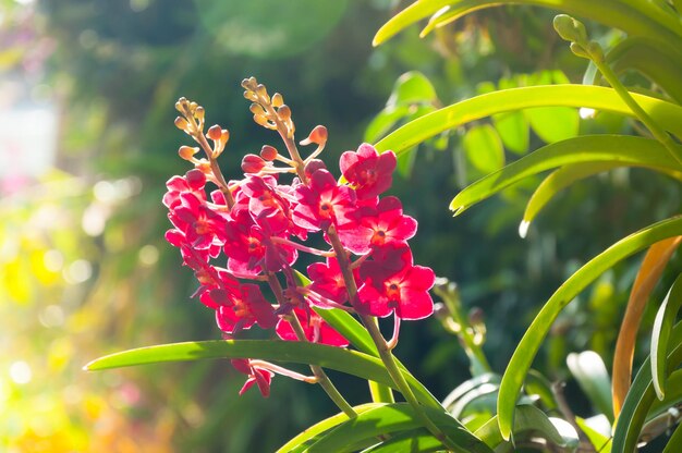 Le orchidee di colore rosso fioriscono da vicino sotto l'illuminazione naturale all'aperto sono orchidee che fioriscono nel giardino