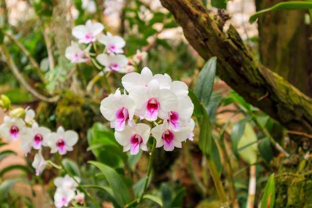 Le orchidee naturali fresche fioriscono vicino al giardino