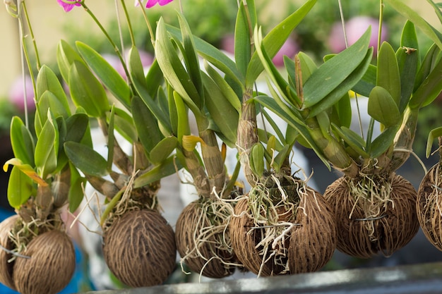 Le orchidee nel guscio di noce di cocco essiccato