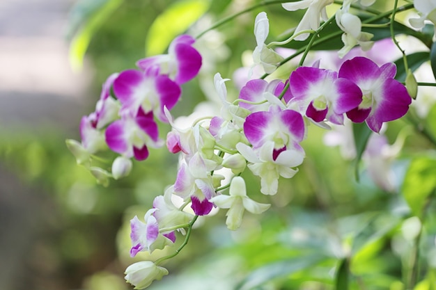 Le orchidee rosa stanno fiorendo nel giardino floreale.