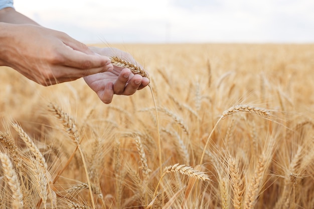 Le orecchie del grano in mani dell'agricoltore si chiudono su sul fondo del campo