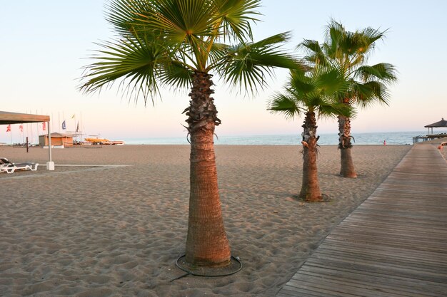 Le palme crescono sulla spiaggia della località balneare Idillio serale di riposo sulla costa