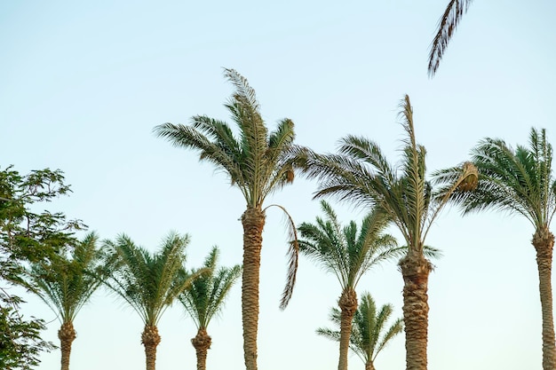 Le palme da dattero contro il cielo blu ondeggiano nel vento.