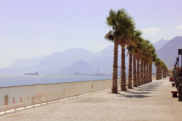 Le palme sul mare