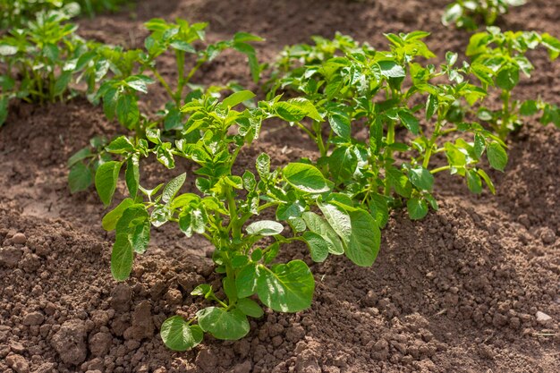 Le patate biologiche crescono nel campoColtivazione degli ortaggiIndustria agricola