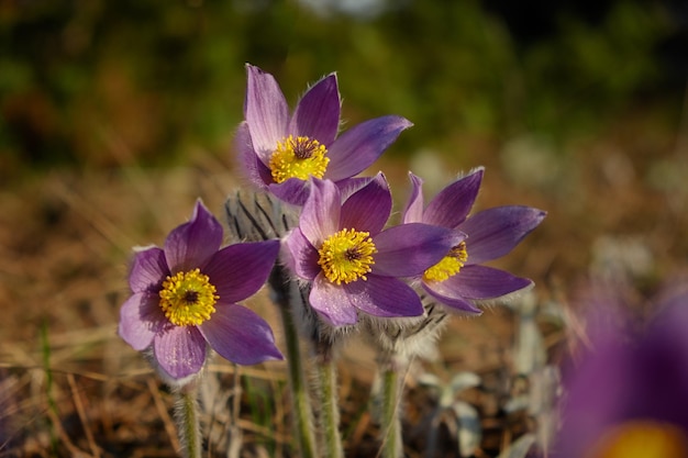 Le patene di Dreamgrass o Pulsatilla fioriscono in primavera