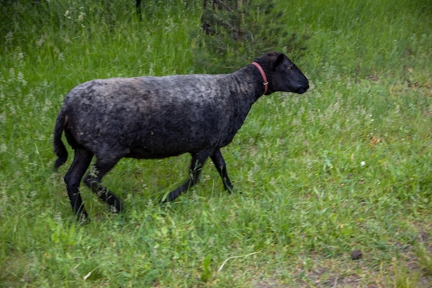 le pecore camminano liberamente intorno alla fattoria in un giorno d'estate