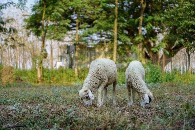 Le pecore domestiche Ovis aries sono mammiferi ruminanti quadrupedi generalmente tenuti come bestiame