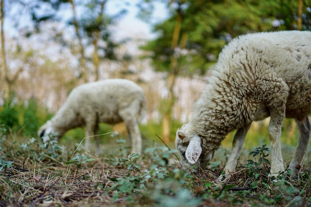 Le pecore domestiche Ovis aries sono mammiferi ruminanti quadrupedi generalmente tenuti come bestiame