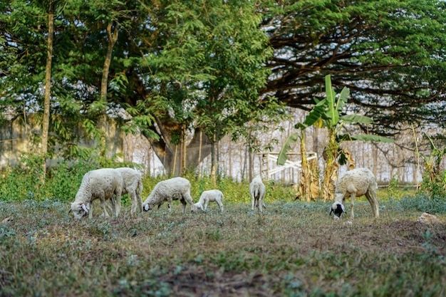 Le pecore domestiche Ovis aries sono mammiferi ruminanti quadrupedi generalmente tenuti come bestiame