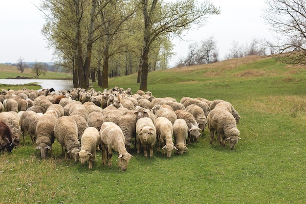 Le pecore e le capre pascono su erba verde in primavera