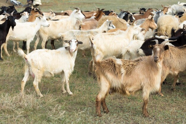 Le pecore e le capre pascono su erba verde in primavera