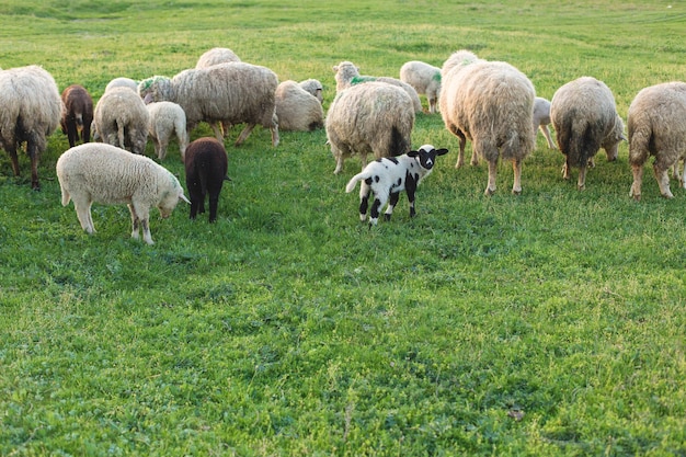 Le pecore e le capre pascono su erba verde in primavera