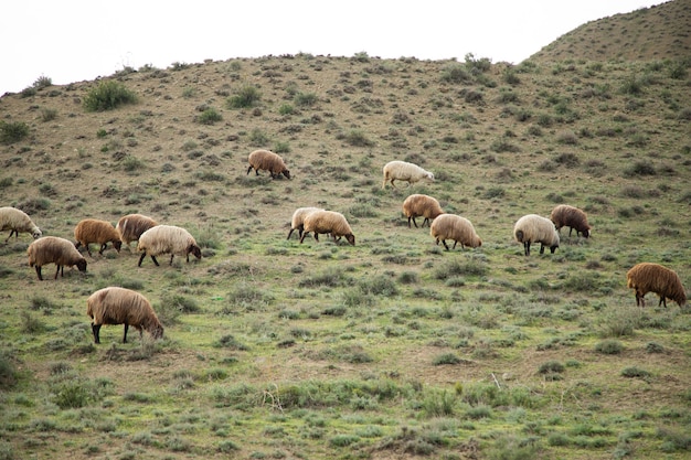 Le pecore nel campo mangiano l'erba