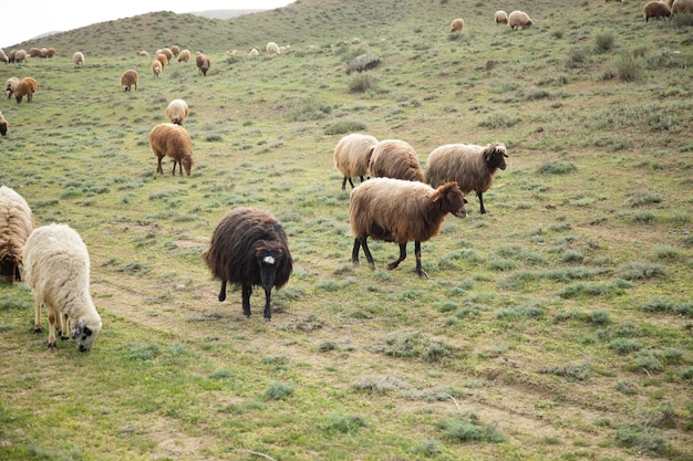 Le pecore nel campo mangiano l'erba