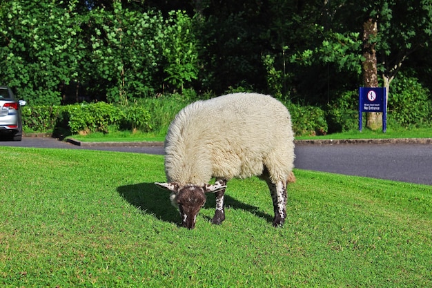 Le pecore nell'insediamento monastico di Glendalough in Irlanda