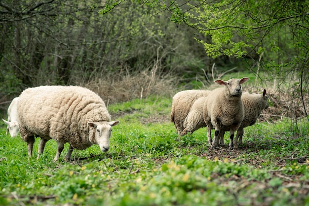 Le pecore pascolano nel prato in estate