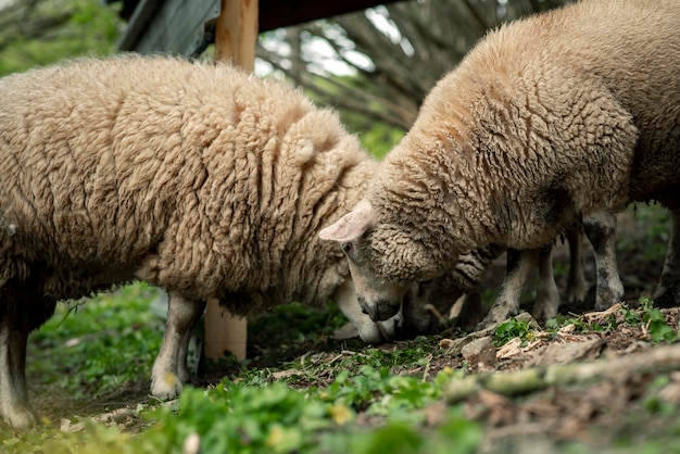 Le pecore pascolano nel prato in estate