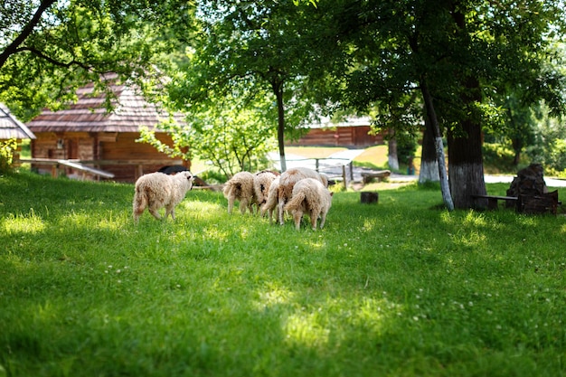 Le pecore pascolano sul prato del villaggio