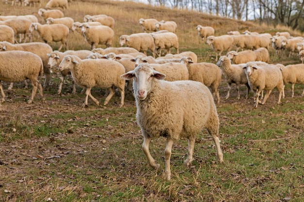 Le pecore pascolano sulle colline Pecore al tramonto