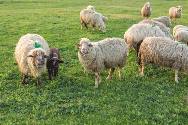 Le pecore pascolano sulle colline Pecore al tramonto