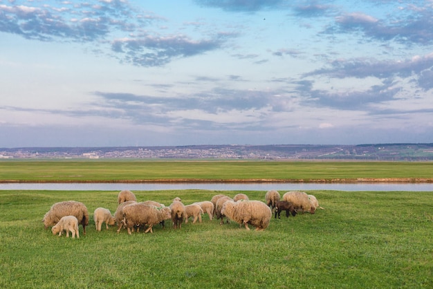 Le pecore pascolano sulle colline Pecore al tramonto