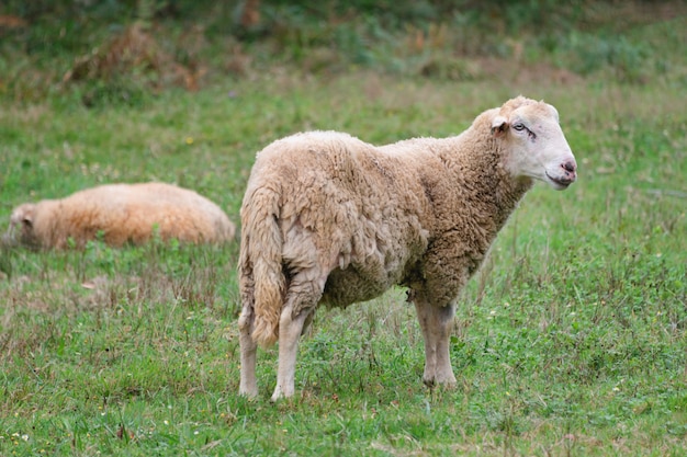 Le pecore raggruppano su un prato con erba verde. Gregge di pecore.