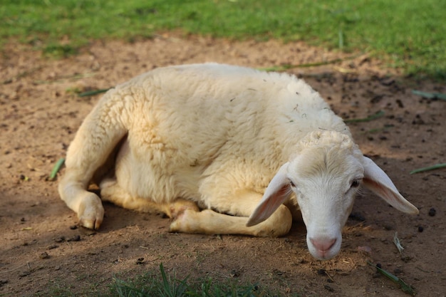 Le pecore riposano su terra in giardino alla Tailandia