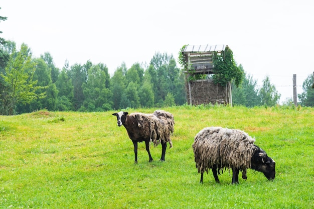 Le pecore ruspanti mangiano l'erba