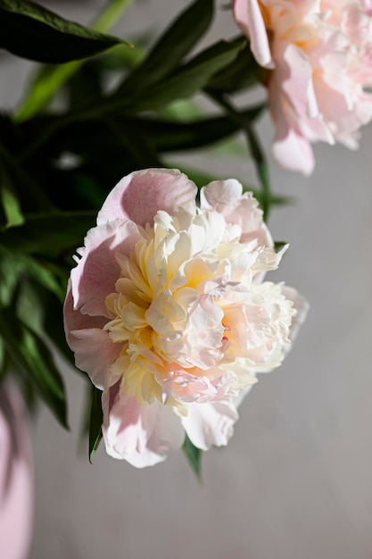 Le peonie rosa fresche si chiudono sull'immagine