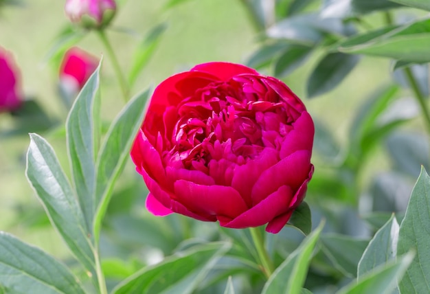 Le peonie viola si chiudono in giardino