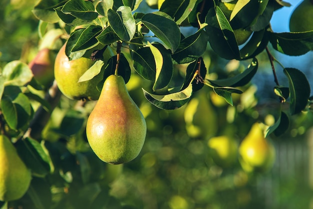 Le pere crescono su un albero nel giardino Messa a fuoco selettiva