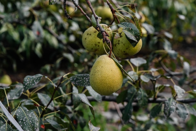 Le pere mature mature crescono in primo piano sugli alberi del giardino Agricoltura e alimenti biologici sani Agricoltura naturale ed ecologica