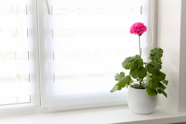 Le persiane bianche sono appese alla finestra e un pelargonium con un fiore rosso si trova sul davanzale.