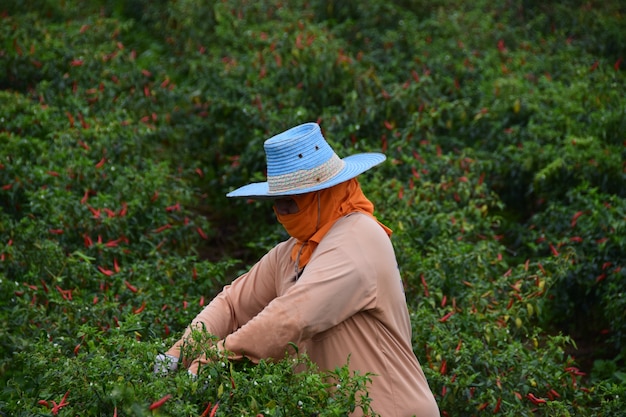 Le persone che lavorano al chili farm