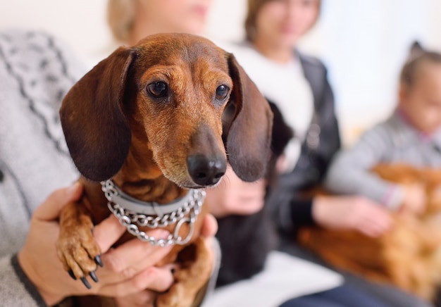 Le persone con i loro animali domestici sono in attesa di una visita medica presso la clinica veterinaria. Salute degli animali