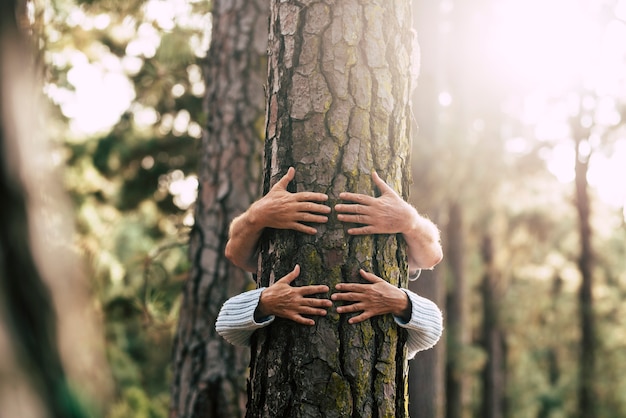 Le persone dell'ambiente salvano il pianeta e fermano il concetto di deforestazione con una coppia nascosta di anziani che abbracciano con amore un vecchio grande albero di pino nella foresta