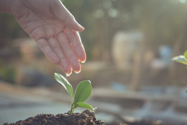 Le persone piantano alberi Crescita, annaffiare piante e piantare alberi