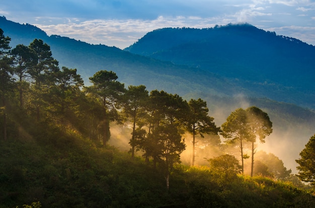 Le piantagioni della fragola di mattina hanno un mare della nebbia Ang Khang Chiang Mai Tailandia