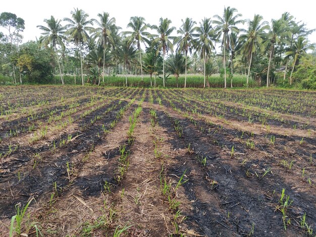 Le piantagioni di canna da zucchero che sono state raccolte sono solo i resti di piante che sono state bruciate