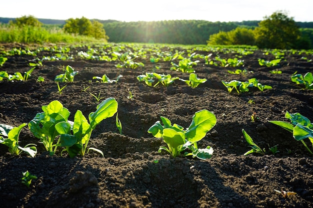 Le piante agricole crescono nel terreno coltivato con alimenti biologici naturali in un ricco terreno nero alla luce del sole.