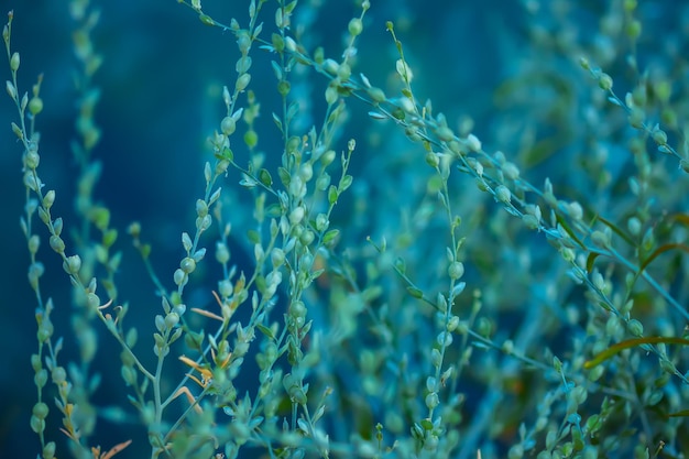 Le piante di insalata di crescione verde si chiudono su