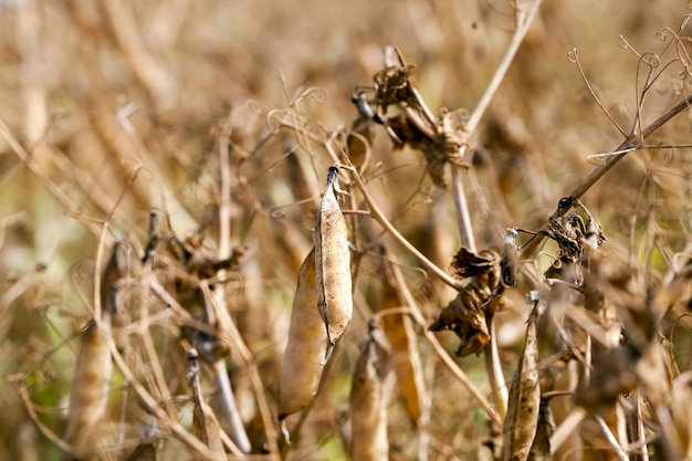 Le piante di pisello sono diventate gialle e si sono seccate, un campo agricolo con un raccolto maturo di piselli