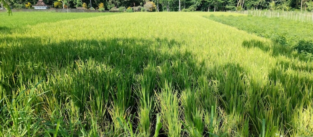 Le piante di riso nelle risaie crescono fresche prese da una distanza ravvicinata