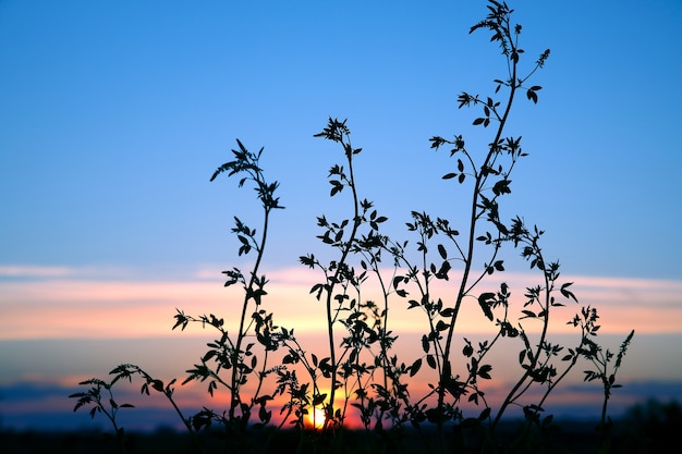 Le piante di sagoma fioriscono contro il sole al tramonto